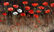 Red & white poppies